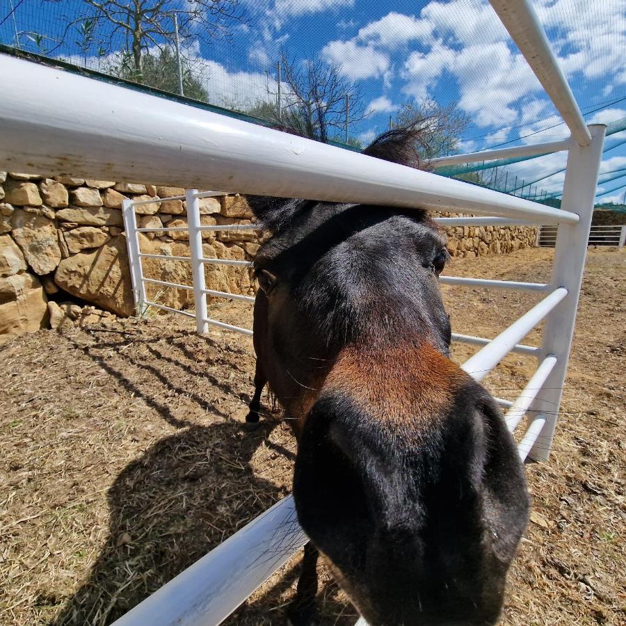 Agriturismo Il Drago Mirabella Imbaccari المظهر الخارجي الصورة