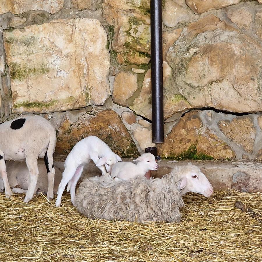 Agriturismo Il Drago Mirabella Imbaccari المظهر الخارجي الصورة